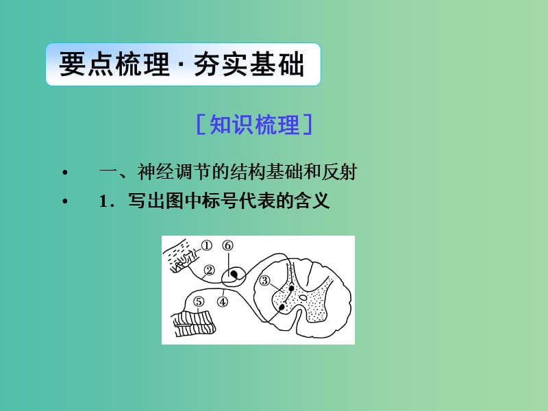 高考生物一轮总复习 第八单元 第二讲 通过神经系统的调节课件.ppt_第2页