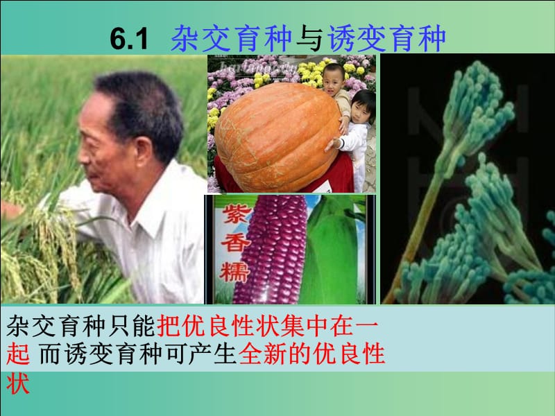 江西省南昌市高中生物 第六章 從雜交育種到基因工程課件 新人教版必修2.ppt_第1頁(yè)