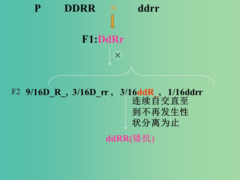 山东省沂水县高中生物 第六章 从杂交育种到基因工程 6.2 基因工程课件 新人教版必修2.ppt_第3页