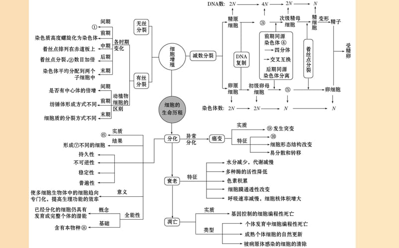 2019版高考生物二轮复习 专题四 细胞的生命历程课件.ppt_第2页