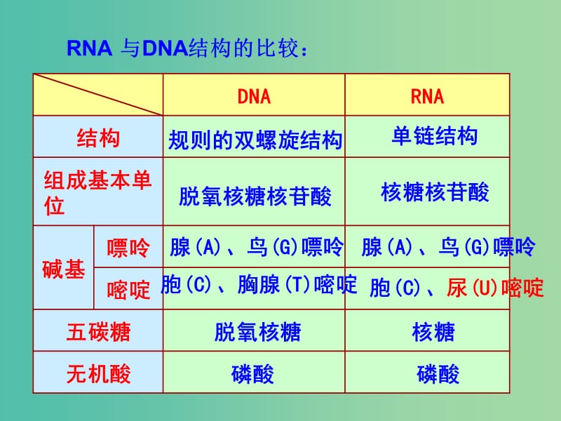 山东省日照市高中生物 第四章 基因的表达 4.1 基因指导蛋白质的合成课件 新人教版必修2.ppt_第2页