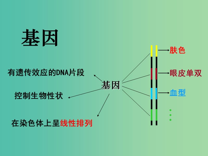 山东省日照市高中生物 第四章 基因的表达 4.1 基因指导蛋白质的合成课件 新人教版必修2.ppt_第3页