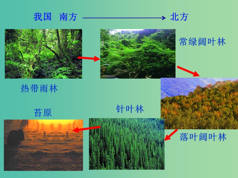 四川省成都市高中生物 第四章 种群和群落 4.3 群落的结构课件 新人教版必修3.ppt_第3页