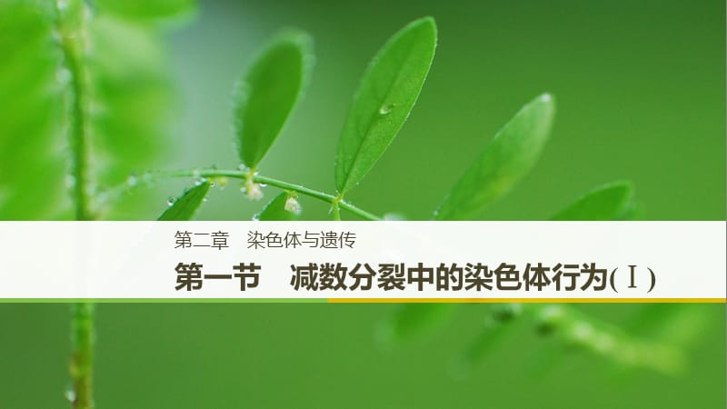 2018-2019學(xué)年高中生物 第二章 染色體與遺傳 第一節(jié) 減數(shù)分裂中的染色體行為（Ⅰ）課件 浙科版必修2.ppt_第1頁