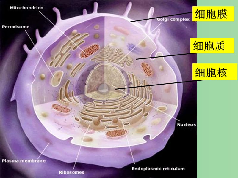 湖北省武汉市高中生物 第三章 细胞的基本结构 3.3 细胞核——系统的控制中心课件 新人教版必修1.ppt_第1页