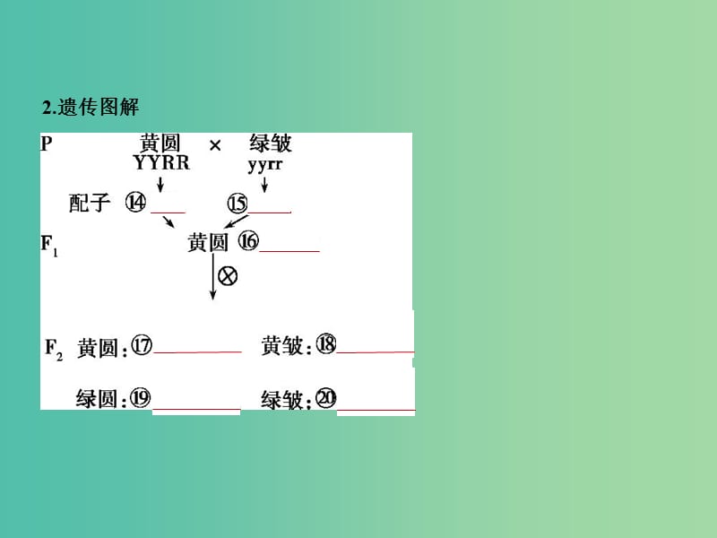 2019届高考生物二轮复习 专题12 基因的自由组合定律课件.ppt_第3页