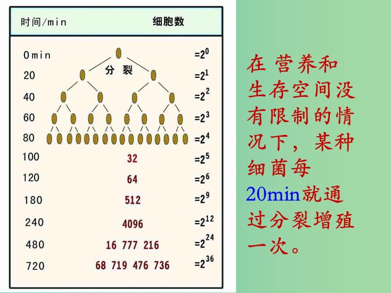 四川省成都市高中生物 第四章 种群和群落 4.2 种群数量的变化课件 新人教版必修3.ppt_第2页