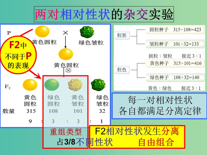 江西省南昌市高中生物 第一章 遗传因子的发现 1.2 孟德尔的豌豆杂交实验课件 新人教版必修2.ppt_第2页