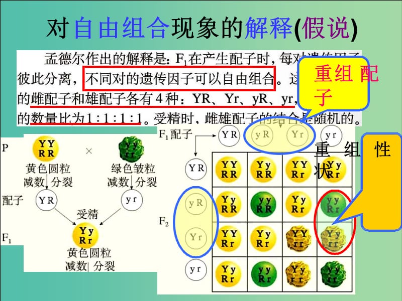 江西省南昌市高中生物 第一章 遗传因子的发现 1.2 孟德尔的豌豆杂交实验课件 新人教版必修2.ppt_第3页