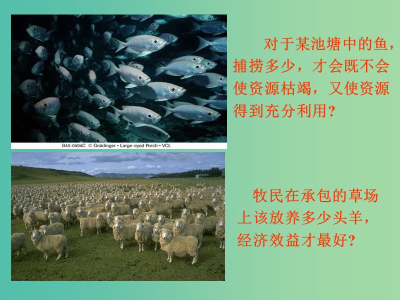 四川省成都市高中生物 第四章 种群和群落 4.1 种群的特征课件 新人教版必修3.ppt_第3页