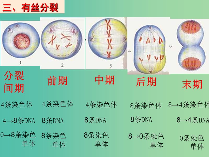 广东省平远县高中生物 6.1 细胞的增殖 第3课时课件 新人教版必修1.ppt_第2页