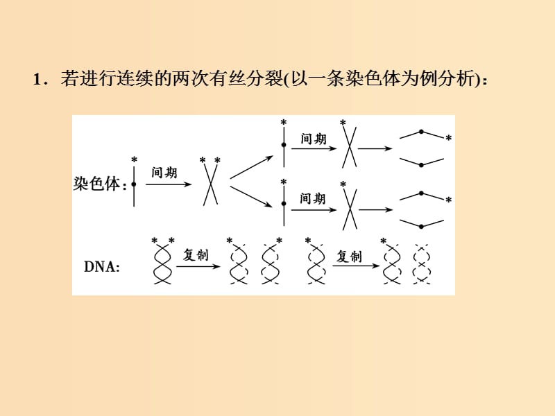 2019版高考生物一轮复习 第六单元 遗传的分子基础 微专题六 图解法分析细胞分裂过程中染色体的标记情况课件 新人教版.ppt_第3页