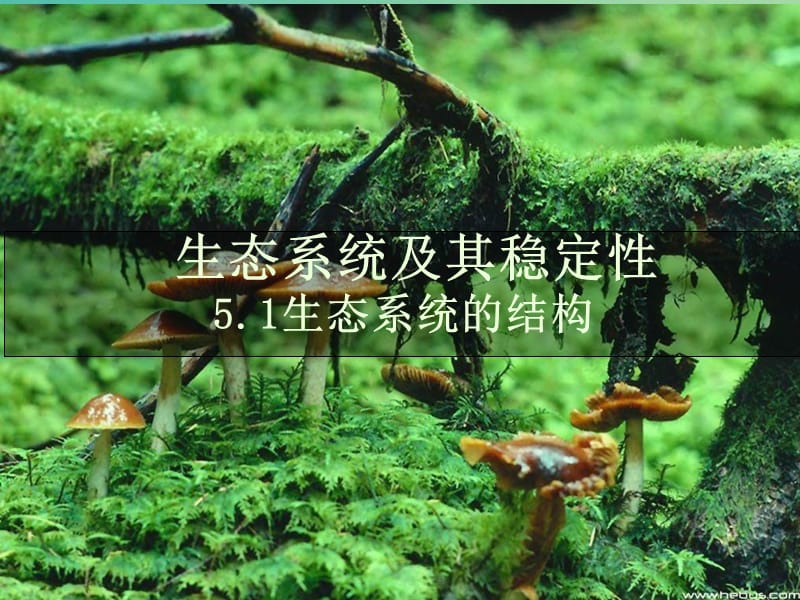 云南省峨山彝族自治县高中生物 第五章 生态系统及其稳定性 5.1《生态系统的结构》课件 新人教版必修3.ppt_第2页