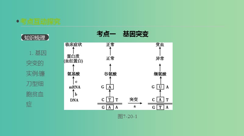 2019届高考生物一轮复习第7单元变异育种与进化第20讲基因突变和基因重组课件.ppt_第3页