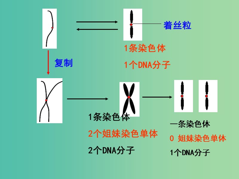 2019高中生物 专题6.1.2 细胞的增殖同步课件 新人教版必修1.ppt_第2页