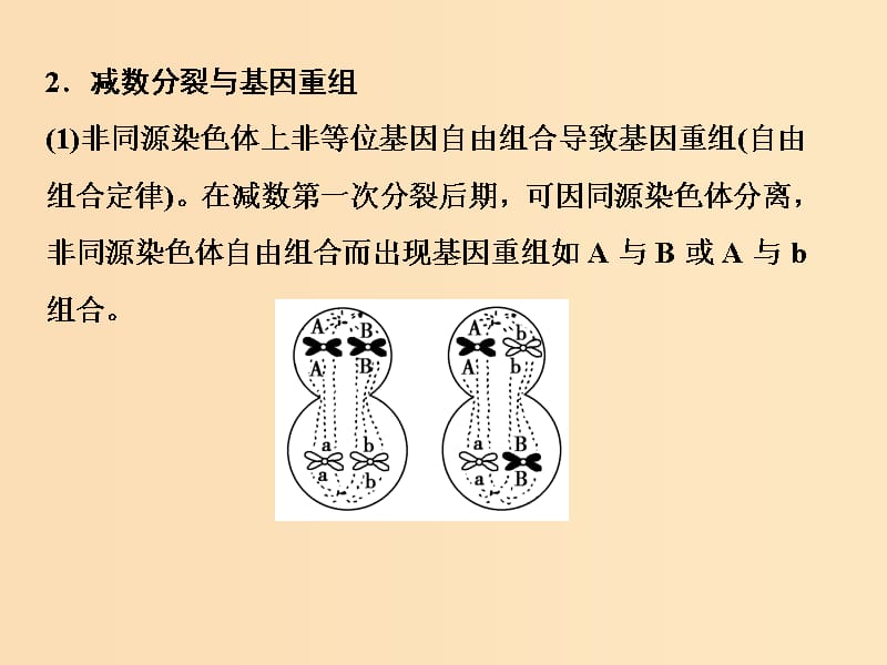 2019版高考生物一轮复习 第四单元 细胞的生命历程 微专题四 细胞分裂与遗传变异的关系课件 苏教版.ppt_第3页