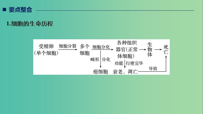 通用版2019版高考生物二轮复习专题一细胞的分子组成基本结构和生命历程考点5细胞的分化衰老凋亡与癌变课件.ppt_第2页