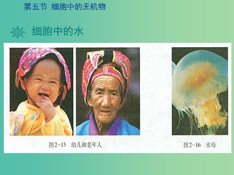 2019高中生物 专题2.5 细胞中的无机物同步课件 新人教版必修1.ppt_第3页