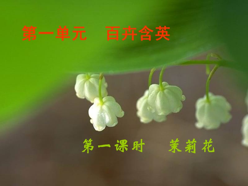 《百卉含英茉莉花》PPT課件.ppt_第1頁(yè)