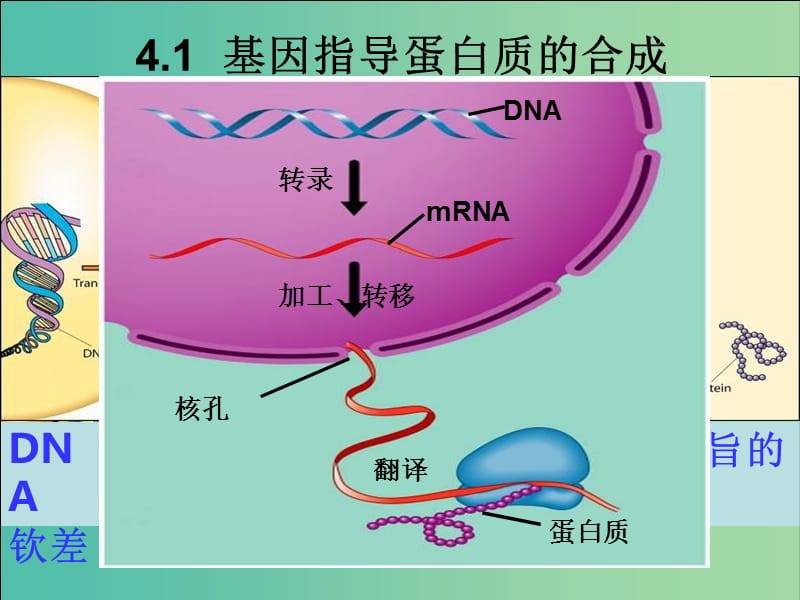 江西省南昌市高中生物 第四章 基因的表达 4.1 基因指导蛋白质的合成课件 新人教版必修2.ppt_第1页