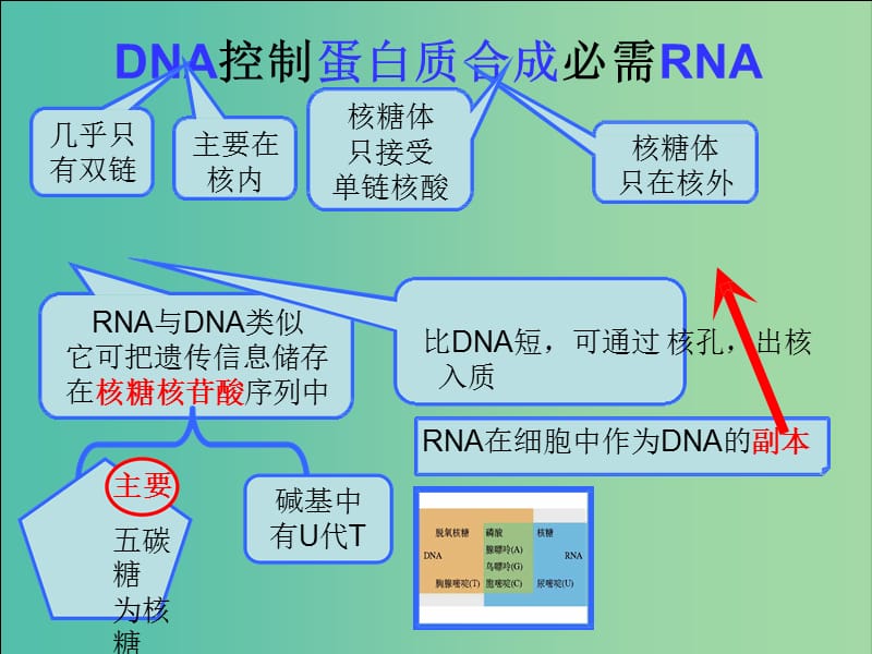 江西省南昌市高中生物 第四章 基因的表达 4.1 基因指导蛋白质的合成课件 新人教版必修2.ppt_第2页