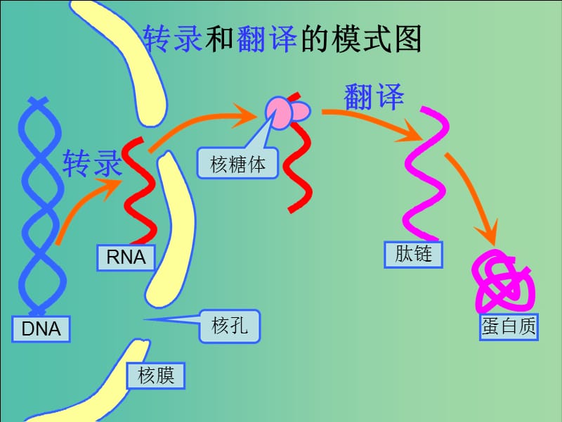 江西省南昌市高中生物 第四章 基因的表达 4.1 基因指导蛋白质的合成课件 新人教版必修2.ppt_第3页