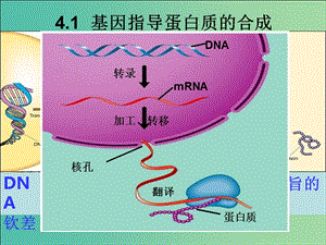 江西省南昌市高中生物 第四章 基因的表達(dá) 4.1 基因指導(dǎo)蛋白質(zhì)的合成課件 新人教版必修2.ppt