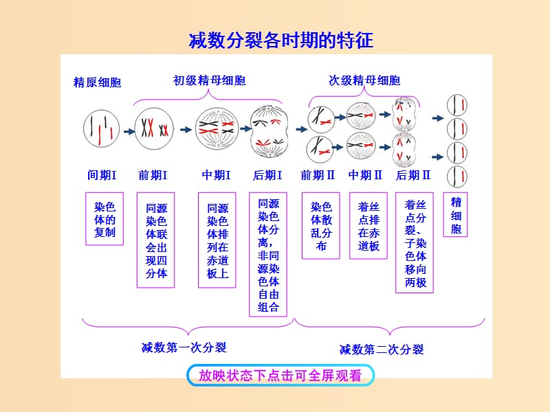 2018-2019学年高中生物2.1.1减数分裂知识框架减数分裂各时期的特征素材新人教版必修2 .ppt_第1页