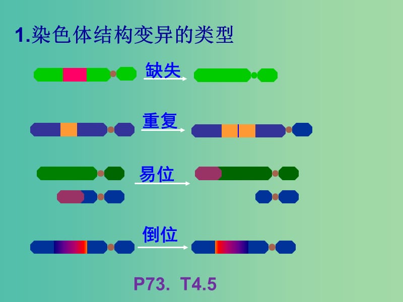 山东省沂水县高中生物 第五章 基因突变及其他变异 5.2 染色体变异回顾课件 新人教版必修2.ppt_第3页