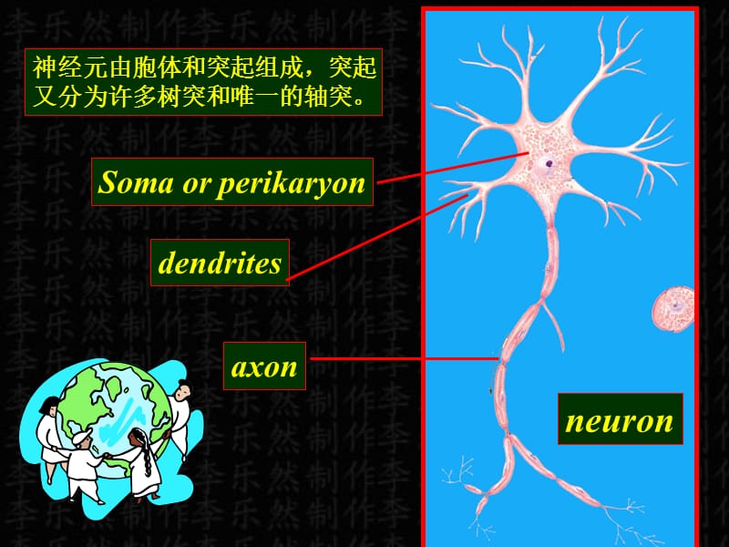 《神经概述脊髓》PPT课件.ppt_第2页