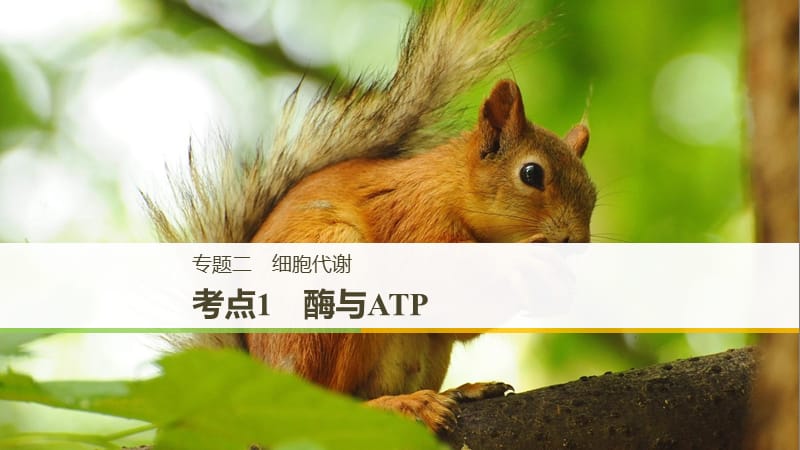 通用版2019版高考生物二轮复习专题二细胞代谢考点1酶与ATP课件.ppt_第1页