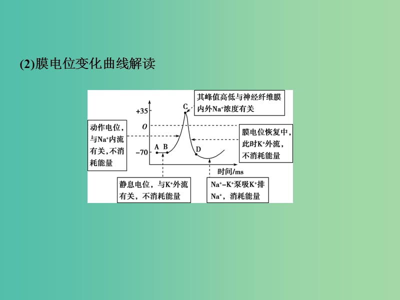 2019届高考生物一轮复习 第八单元 生命活动的调节 加强提升课（五）兴奋测定中的电流表指针偏转及探究实验分析课件.ppt_第3页