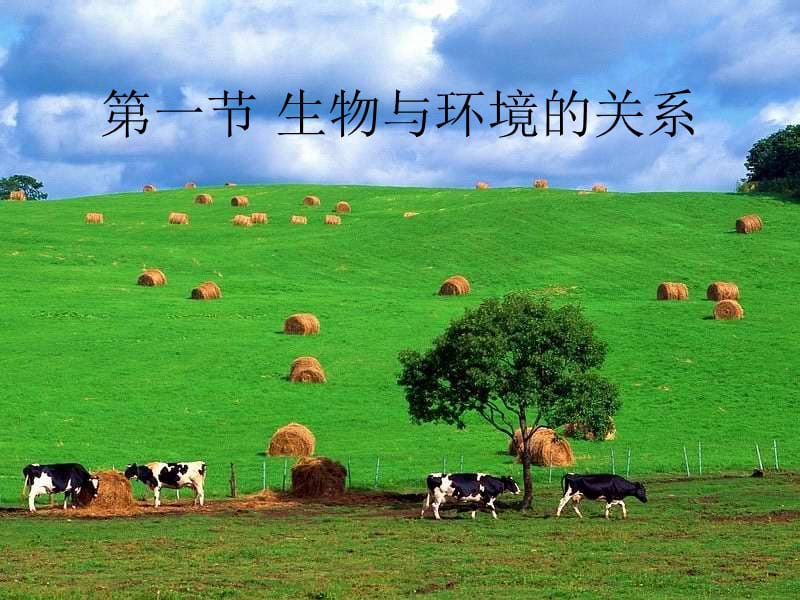 《生物与环境的关系》PPT课件.ppt_第3页