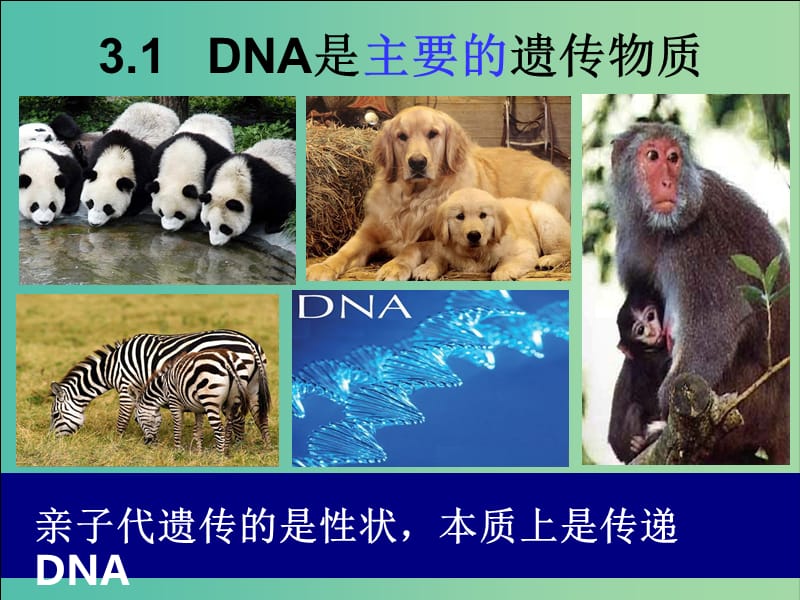 江西省南昌市高中生物 第三章 基因的本質(zhì) 3.1 DNA是主要的遺傳物質(zhì)課件 新人教版必修2.ppt_第1頁(yè)