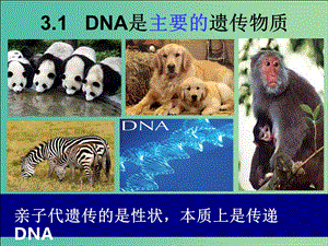 江西省南昌市高中生物 第三章 基因的本質(zhì) 3.1 DNA是主要的遺傳物質(zhì)課件 新人教版必修2.ppt