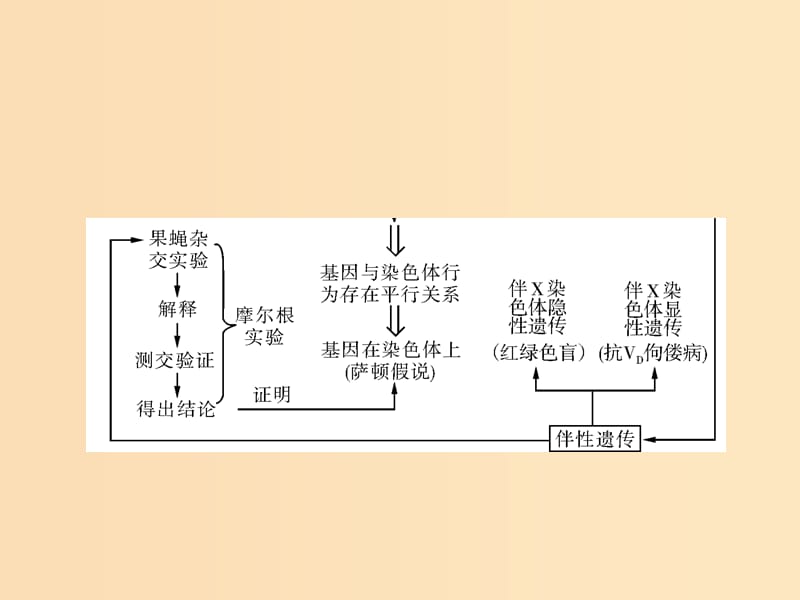 2019版高考生物一轮总复习 第2章 基因和染色体的关系章末知识提升课件 必修2.ppt_第3页