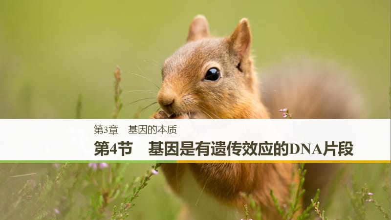 粵渝冀遼蘇皖閩鄂湘津京魯瓊專用2018-2019學(xué)年高中生物第3章基因的本質(zhì)第4節(jié)基因是有遺傳效應(yīng)的DNA片段課件新人教版必修2 .ppt_第1頁