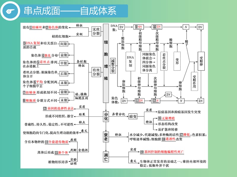 2019高考生物二轮复习 专题一 细胞 第2讲 细胞的生命历程 第Ⅰ课时 基础自查——学生为主体 抓牢主干以不变应万变课件.ppt_第3页