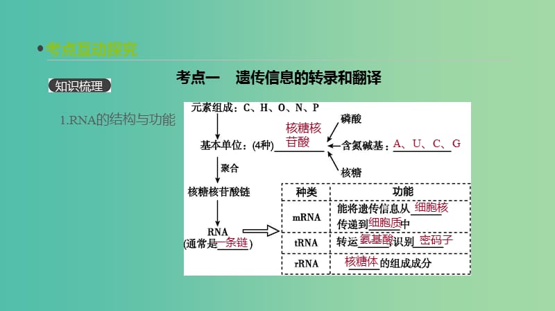 2019届高考生物一轮复习第6单元遗传的分子基础第19讲基因的表达课件.ppt_第3页