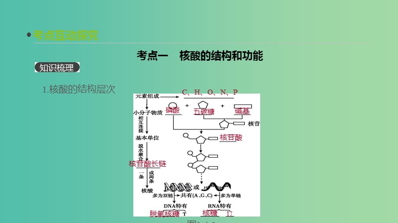 2019届高考生物一轮复习 第1单元 走近细胞与细胞的分子组成 第4讲 核酸与细胞中的糖类和脂质课件.ppt_第3页