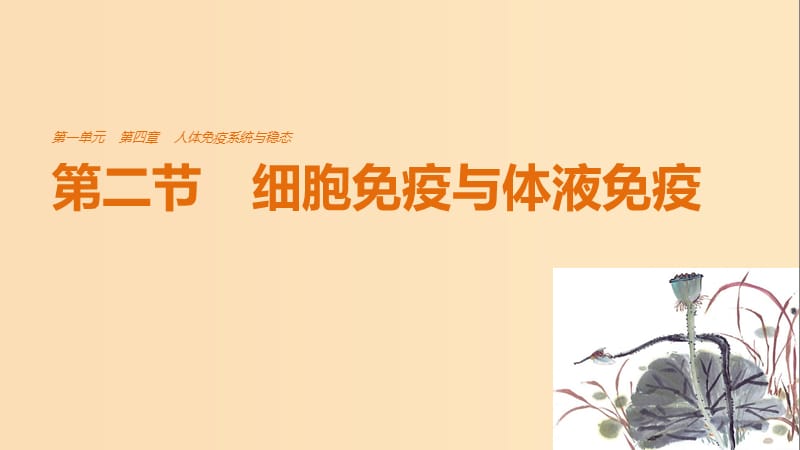 2018-2019版高中生物 第四章 人體免疫系統(tǒng)與穩(wěn)態(tài) 第二節(jié) 細(xì)胞免疫與體液免疫課件 中圖版必修3.ppt_第1頁(yè)