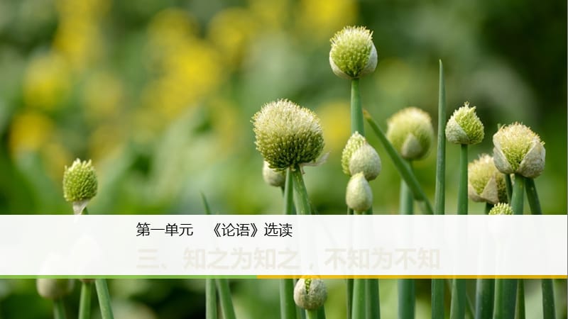 2018-2019学年高中语文 第一单元 三 知之为知之不知为不知课件 新人教版选修《先秦诸子选读》.ppt_第1页