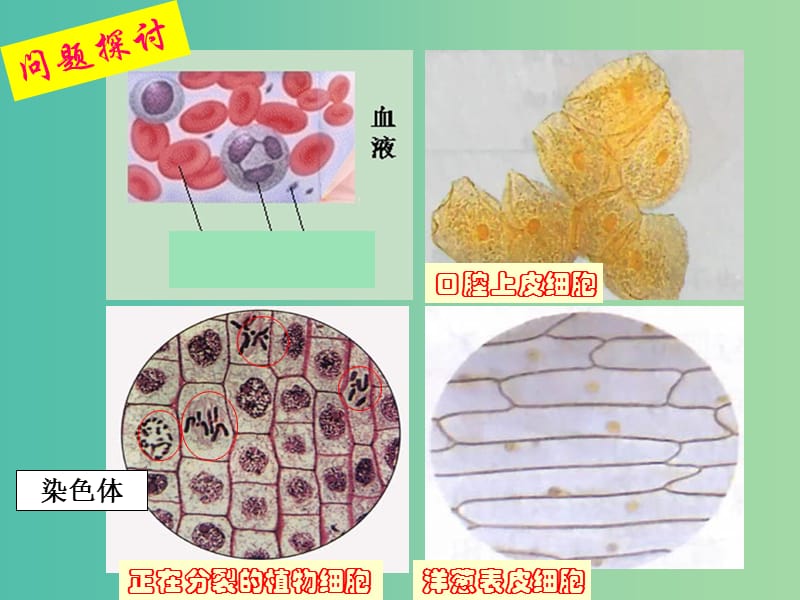 山西省晋城市高中生物 第一章 走近细胞 1.2 细胞的多样性和统一性课件 新人教版必修1.ppt_第2页