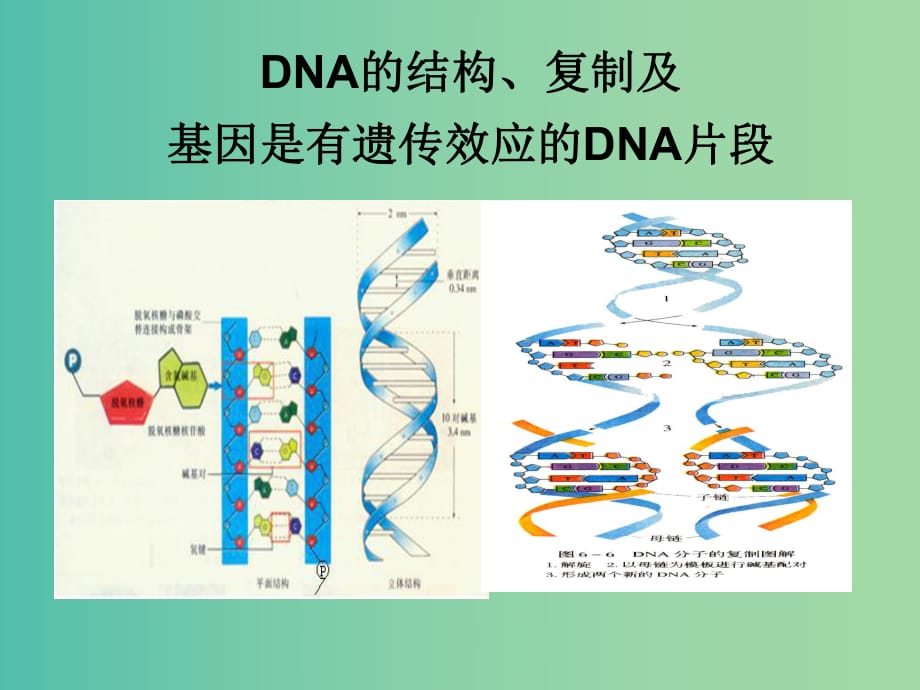 高考生物一輪復(fù)習(xí) 第六單元 第2講 DNA的結(jié)構(gòu) 復(fù)制及基因是有遺傳效應(yīng)的DNA片段課件.ppt_第1頁(yè)