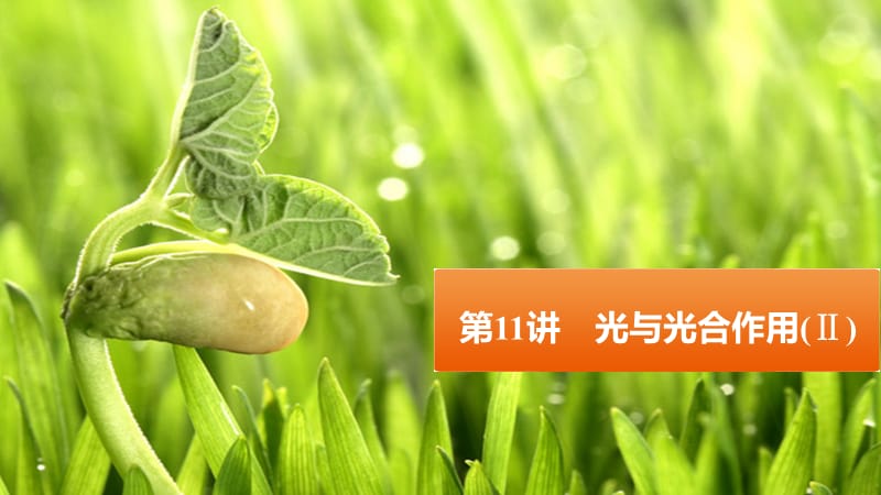 高考生物 光與光合作用（Ⅱ）課件 新人教版必修1.ppt_第1頁(yè)