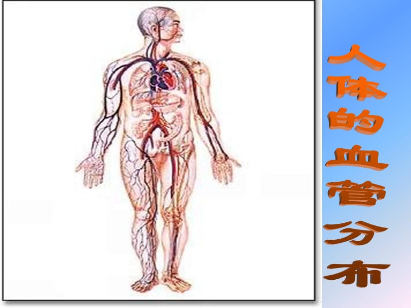 七年级生物血流的管道--血管.ppt_第2页