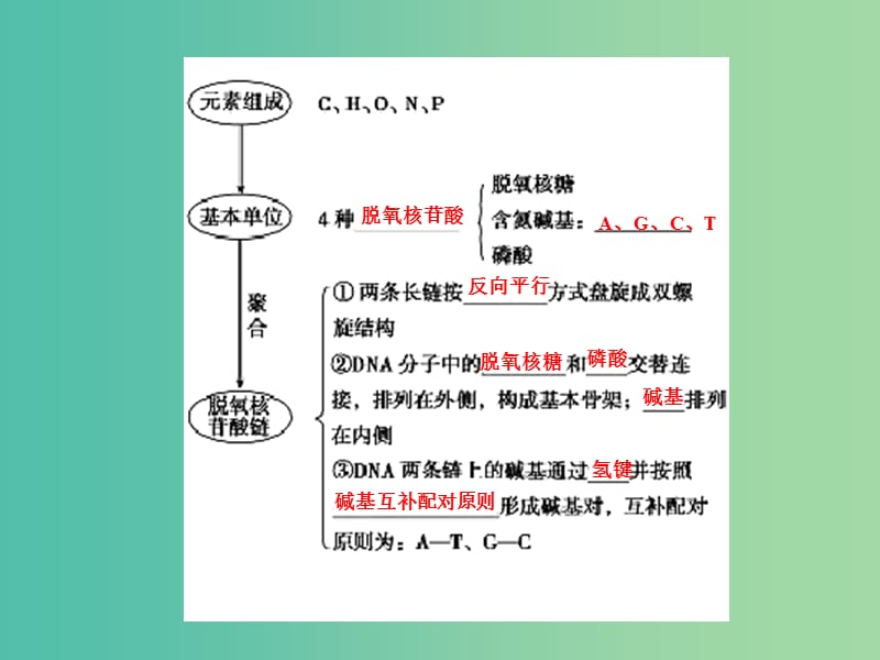 高考生物一轮总复习 第六单元 第二讲 DNA分子的结构和复制、基因是有遗传效应的DNA片断课件.ppt_第3页