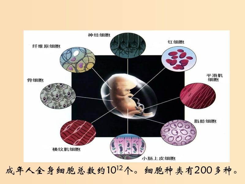 2018-2019高中生物 专题6.2 细胞的分化课件 新人教版必修1.ppt_第1页