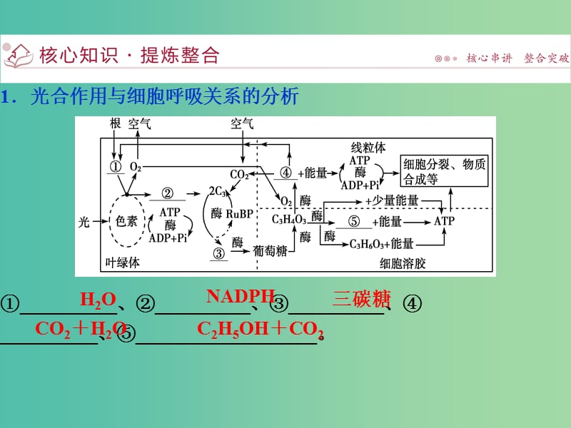 （浙江专用）高考生物二轮复习 专题二 细胞的代谢 第2讲 光合作用和细胞呼吸课件.ppt_第3页