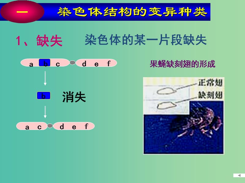 山东省沂水县高中生物 第五章 基因突变及其他变异 5.2 染色体变异 第一课时课件 新人教版必修2.ppt_第3页